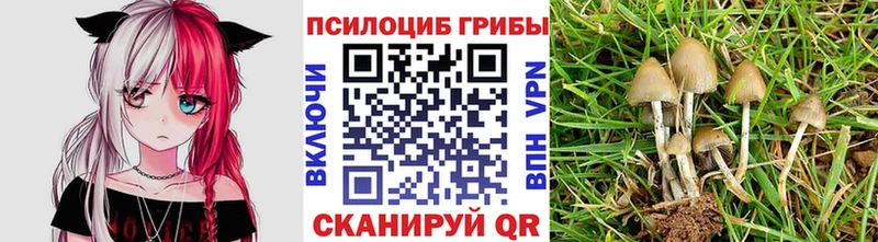 Купить где  Жиздра  Псилоцибиновые грибы Cubensis 